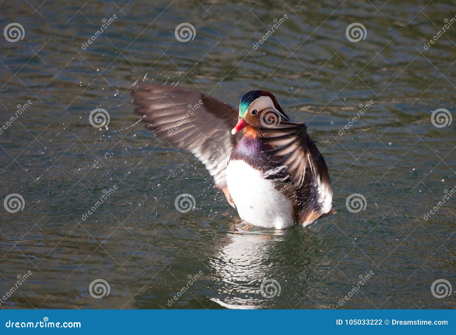 a mandarin duck thrashing its wings